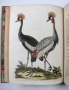 Edwards, George, A Natural History of uncommon Birds and some other rare and undescribed Animals, Quadrupeds, Reptiles, Fishes, Insects… FORTSETZUNG: Gleanings of Natural History containing figures of Quadrupeds, Birds, Insects, Plants…