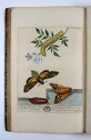 Harris, Moses, (The Aurelian: or, natural history of English Insects.) Le Aurelien: ou, Histoire naturelle des Insects Anglois; mommement, les phalenes et papillons, avec les plantes sur lesquelles ils se nourrissent.