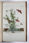 Harris, Moses, (The Aurelian: or, natural history of English Insects.) Le Aurelien: ou, Histoire naturelle des Insects Anglois; mommement, les phalenes et papillons, avec les plantes sur lesquelles ils se nourrissent.