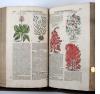 Tabernaemontanus, Jacobus Theodorus, Neu vollkommen Kräuter-Buch, mit schönen, künstlichen Figuren unnd Conterfeyten, aller Gewächs… auch deren… Underscheid und Würckung, sampt ihren Nahmen in mancherley Sprachen… Erstlich durch Casparum Bauhinum… zum Andern durch Hieronymum Bauhinum… vermehret. Und nun zum vierdten mahl ausfs fleisigst  übersehen…. und zu… Vollkommenheit gebracht.