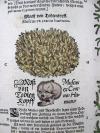 Tabernaemontanus, Jacobus Theodorus, Neu vollkommen Kräuter-Buch, mit schönen, künstlichen Figuren unnd Conterfeyten, aller Gewächs… auch deren… Underscheid und Würckung, sampt ihren Nahmen in mancherley Sprachen… Erstlich durch Casparum Bauhinum… zum Andern durch Hieronymum Bauhinum… vermehret. Und nun zum vierdten mahl ausfs fleisigst  übersehen…. und zu… Vollkommenheit gebracht.