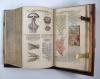 Tabernaemontanus, Jacobus Theodorus, Neu vollkommen Kräuter-Buch, mit schönen, künstlichen Figuren unnd Conterfeyten, aller Gewächs… auch deren… Underscheid und Würckung, sampt ihren Nahmen in mancherley Sprachen… Erstlich durch Casparum Bauhinum… zum Andern durch Hieronymum Bauhinum… vermehret. Und nun zum vierdten mahl ausfs fleisigst  übersehen…. und zu… Vollkommenheit gebracht.