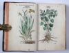Fuchs, Leonhart, Primi de stirpium historia commentariorum tomi vivae imagines, in exiguam angustioremque formam contractae…