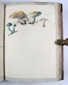 Wharton, Elizabeth, British Fungi. Manuskript mit 288 Tafeln.