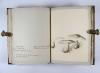 Wharton, Elizabeth, British Fungi. Manuskript mit 288 Tafeln.