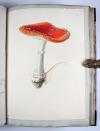 Wharton, Elizabeth, British Fungi. Manuskript mit 288 Tafeln.