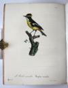 Vieillot, Louis Jean Pierre und Paul Louis Oudart, La Galerie des oiseaux, dédiée à son altesse royale Madame, Duchesse de Berri.