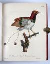 Vieillot, Louis Jean Pierre und Paul Louis Oudart, La Galerie des oiseaux, dédiée à son altesse royale Madame, Duchesse de Berri.