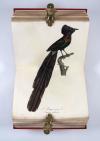 Vieillot, Louis Jean Pierre und Paul Louis Oudart, La Galerie des oiseaux, dédiée à son altesse royale Madame, Duchesse de Berri.