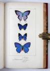 Lemaire, Charles und Lucas, Pierre-Hippolyte, Bibliothèque Zoologique (Reihentitel).  I. Histoire naturelle des oiseaux d’Europe. II. Histoire naturelle des oiseaux exotiques. III. Histoire naturelle des lépidoptères d’Europe. IV Histoire naturelle des lépidoptères exotiques.