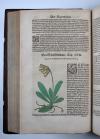 Ryff, Walter Hermann, Reformierte Deutsche Apoteck. Darinnen eigentliche Contrafactur der fürnembsten und gebreuchlichsten Kreutter, sampt ihrer Underscheidung, Art…Auch was von den selbigen von Apoteckischen Stucken unnd dergleichen vilfaltigen Vermischungen…bereidt werden mögen.