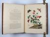 Harris, Moses, L’Aurelien, ou Histoire Naturelle des Chenilles, Chrysalides, Phalenes et Papillons Anglois avec les plantes dont ils se nourissent.