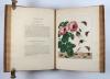 Harris, Moses, L’Aurelien, ou Histoire Naturelle des Chenilles, Chrysalides, Phalenes et Papillons Anglois avec les plantes dont ils se nourissent.