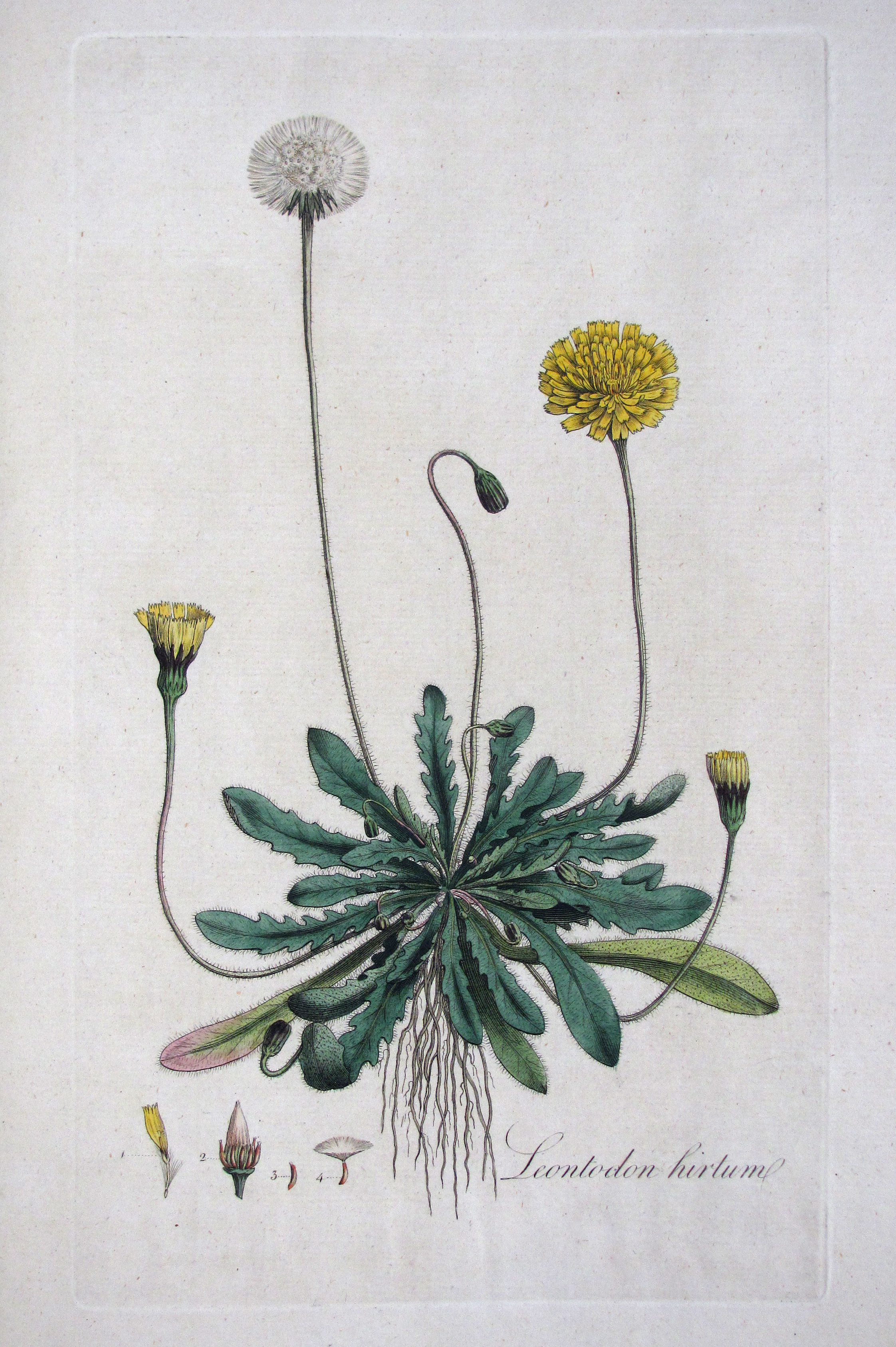 Curtis, William, Flora Londinensis: or, plates and descriptions of such plants as grow wild in the environs of London, with  their places of growth, and times of flowering, their  several names according to Linnaeus and other authors: with a particular description of each plant in latin and english. To which are added their several uses in medicine, agriculture, rural oeconomy and other arts.