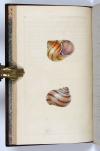 Donovan, Edward, The Natural History of British Shells, including figures and descriptions of all the species hitherto discovered in Great Britain, systematically arranged in the Linnean manner, with scientific and general observations on each.