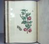 Merian, Maria Sibylla, Erucarum ortus, alimentum et paradoxa metamorphosis. In qua origo, pablum, transformatio, nec con tempus, locus et proprietates erucarum, vermium, papilionum, phalaenarum, muscarum, aiorumque hujusmodi exsanguium animalculorum exhibentur…