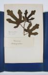 Anonymus Herbarium.