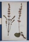 Anonymus Herbarium.