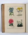 Maund, Benjamin, The Botanic Garden; consisting in highly finished representations of hardy ornamental flowering plants, cultivated in Great Britain… 13 Bde. mit den Supplementen: The Fruitist, The Auctarium (2 in 1 Bd.) und The Floral Register (2 in 1 Bd.), zus. 16 Bde.