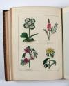 Maund, Benjamin, The Botanic Garden; consisting in highly finished representations of hardy ornamental flowering plants, cultivated in Great Britain… 13 Bde. mit den Supplementen: The Fruitist, The Auctarium (2 in 1 Bd.) und The Floral Register (2 in 1 Bd.), zus. 16 Bde.