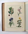 Maund, Benjamin, The Botanic Garden; consisting in highly finished representations of hardy ornamental flowering plants, cultivated in Great Britain… 13 Bde. mit den Supplementen: The Fruitist, The Auctarium (2 in 1 Bd.) und The Floral Register (2 in 1 Bd.), zus. 16 Bde.