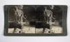 Anonym Tiere. 98 (von 100) Stereofotos in Original-Kassette.