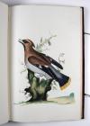 Anonym „Konsttekeningen. Anno 1784.“ Niederländisches Manuskript mit 18 großformatigen, unbezeichneten und unsignierten Vogeldarstellungen in Aquarell- und Gouachemalerei.