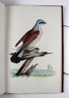 Anonym „Konsttekeningen. Anno 1784.“ Niederländisches Manuskript mit 18 großformatigen, unbezeichneten und unsignierten Vogeldarstellungen in Aquarell- und Gouachemalerei.